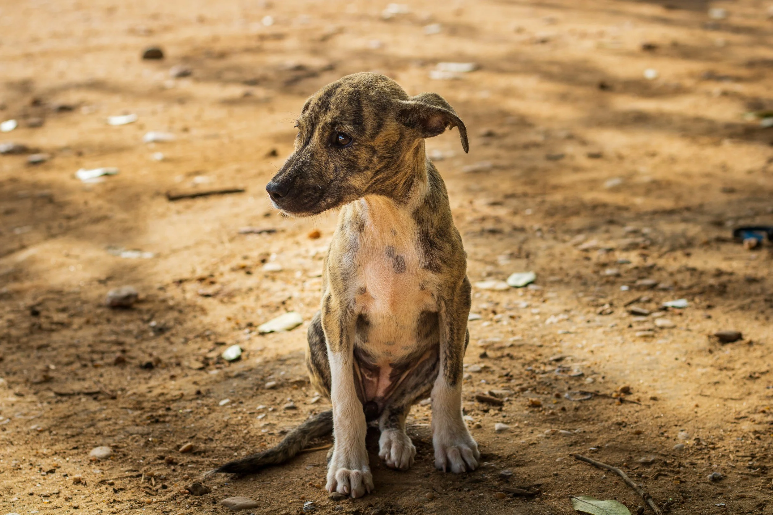 TJSC: Tribunal mantém condenação por maus-tratos que resultou em morte de cão e proíbe condenado de ter animais