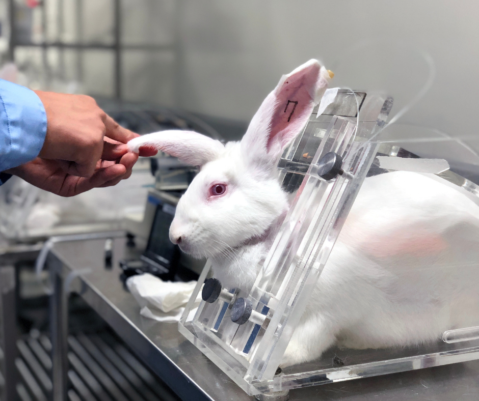 TRF6 permite uso e morte de animais em aulas de Instituto Federal de Minas Gerais