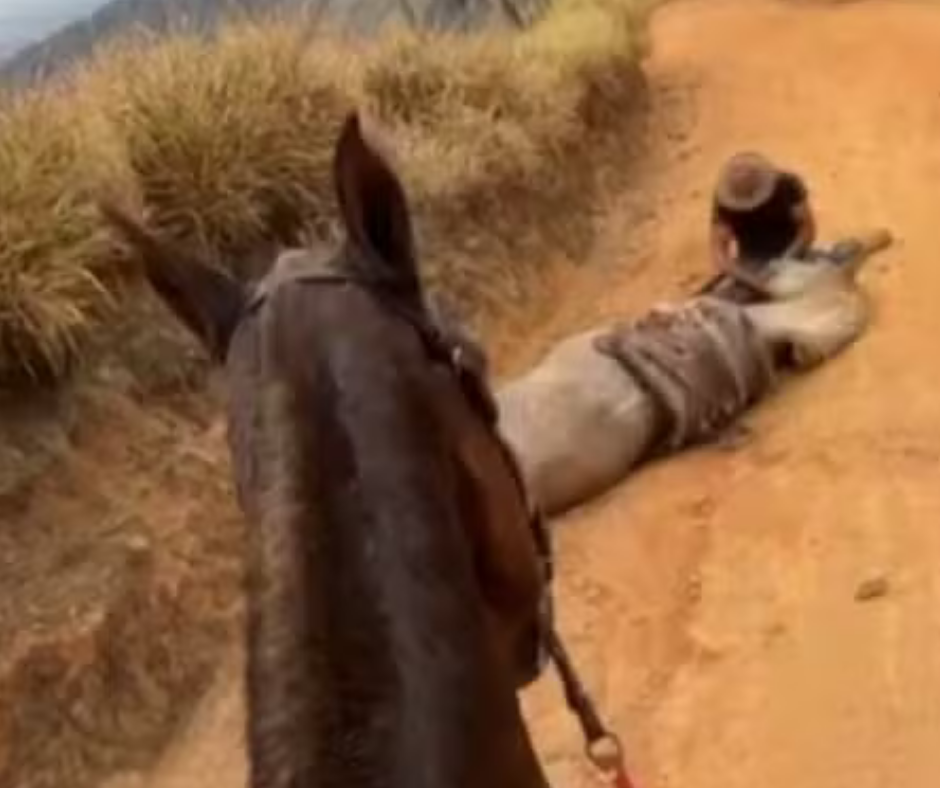 TJ/SP: Ana Castela indenizará por chamar de criminoso homem que filmou cavalo com patas cortadas