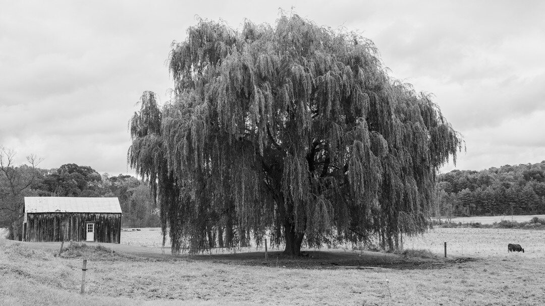 A Willow Tree in Vermont

#vermont #vermontfarm #igersofvermont #farmlife #vermontlife