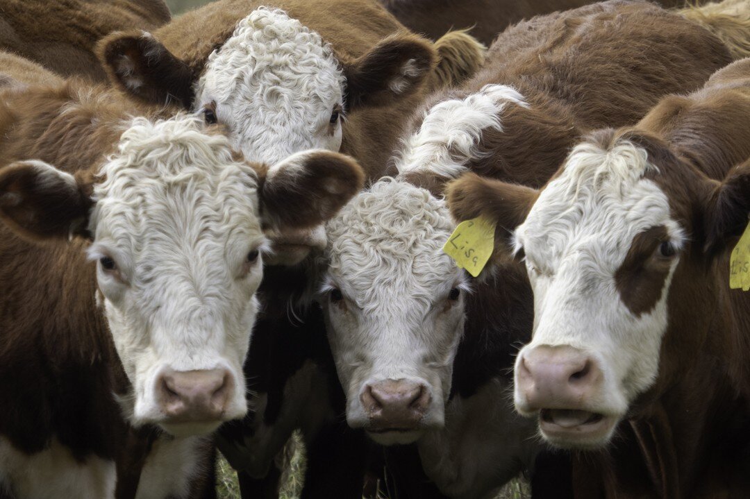 Lisa and friends, Vermont
.
,
,
#vermont #vermontlife #vermontliving #farmlivingisthelifeforme #farmlife #cow