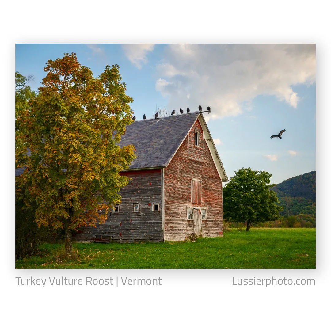 I'm back from a quick trip to Vermont with @perlmutterphotography ... 
The focus was barns, farms and Americana, with some colorful foliage if we could find it (pretty sorry year for fall color this year). What we didn't expect to find was a committe