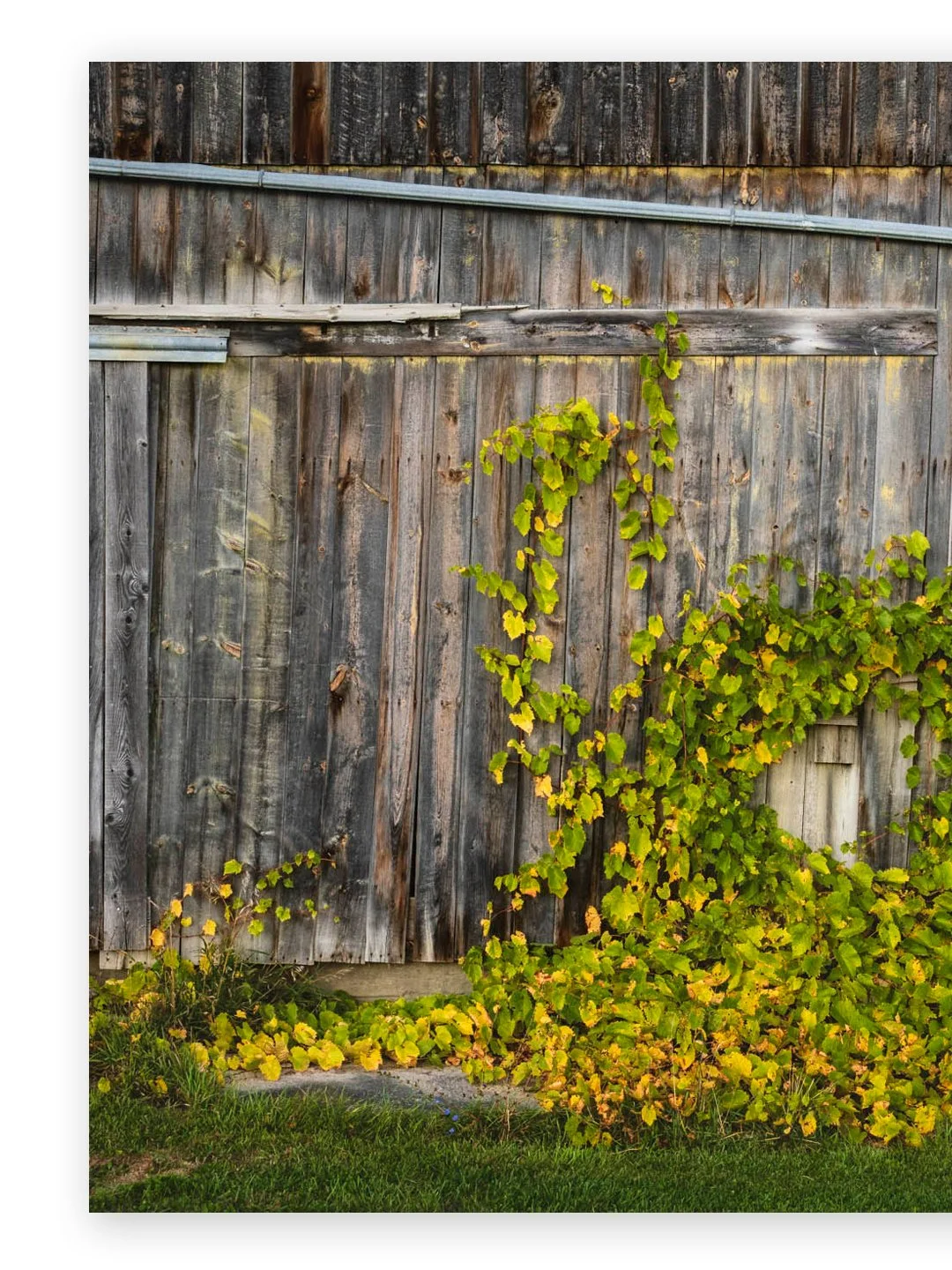 The side of a crooked barn in Vermont
.
.
.
#newengland #igersnewengland #ignewengland #mynewengland #yankeemagazine #naturalnewengland #scenesofnewengland #fujilove #newenglandoutdoors #roadtrip_newengland #raw_newengland #newenglandphotography #wel