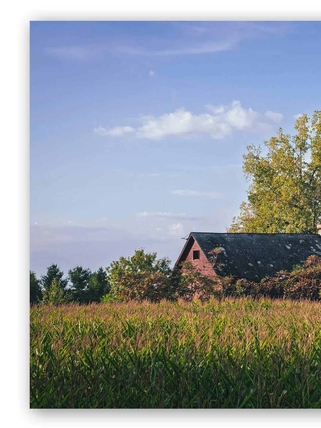 Vermont corn, a barn and a tree
.
.
.
#newengland #igersnewengland #ignewengland #mynewengland #yankeemagazine #naturalnewengland #scenesofnewengland #fujilove #newenglandoutdoors #roadtrip_newengland #raw_newengland #newenglandphotography #welovever