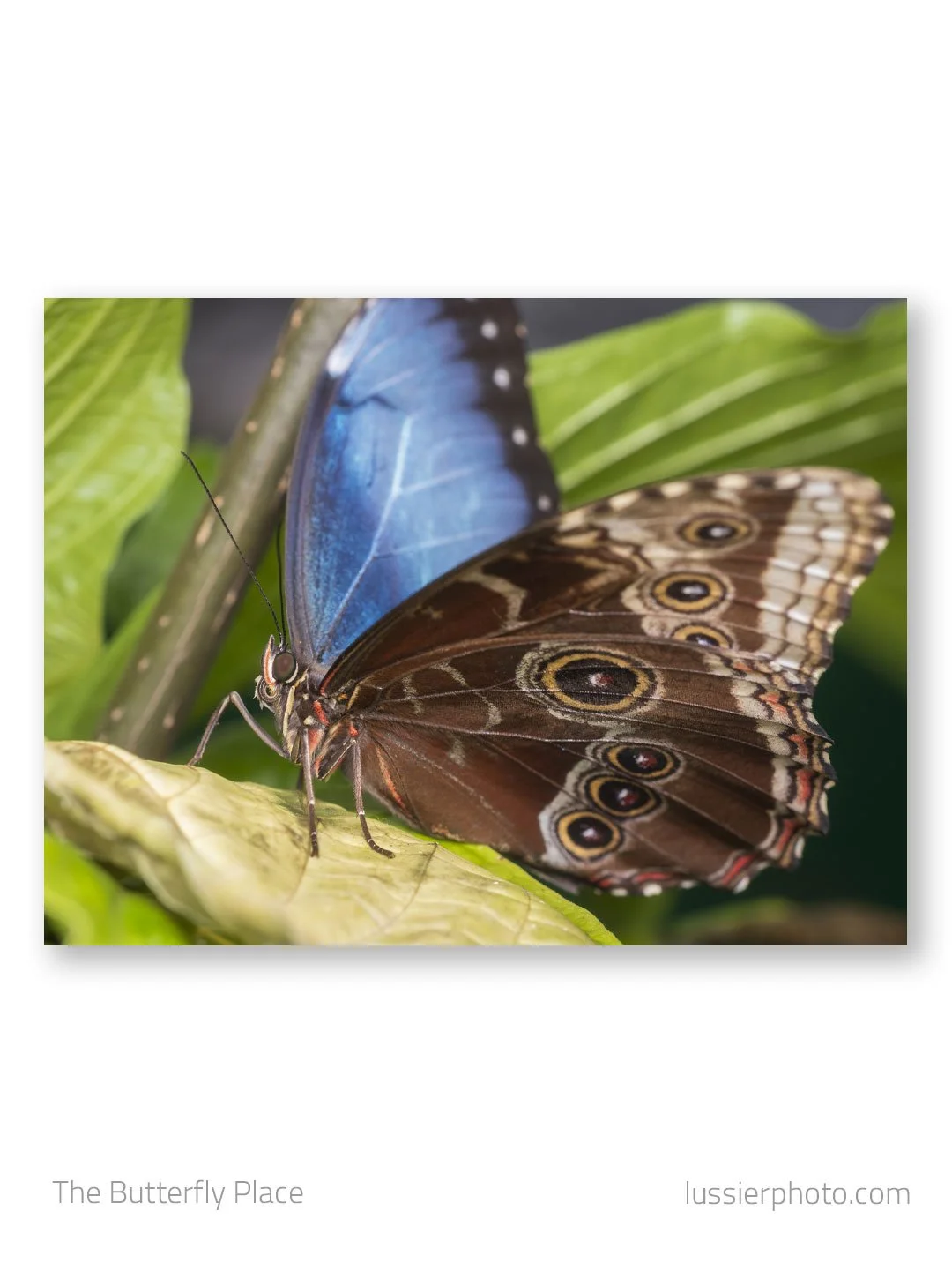 Dusted off the macro tools this morning for an outing at @thebutterflyplace with @mtullycts 
.
.
.
#macro_brilliance #passion_in_macro
#explore_macro_ #insectsofinstagram #insectphotography #insects#insects_of_our_world #bns_buginsects #insectagram #
