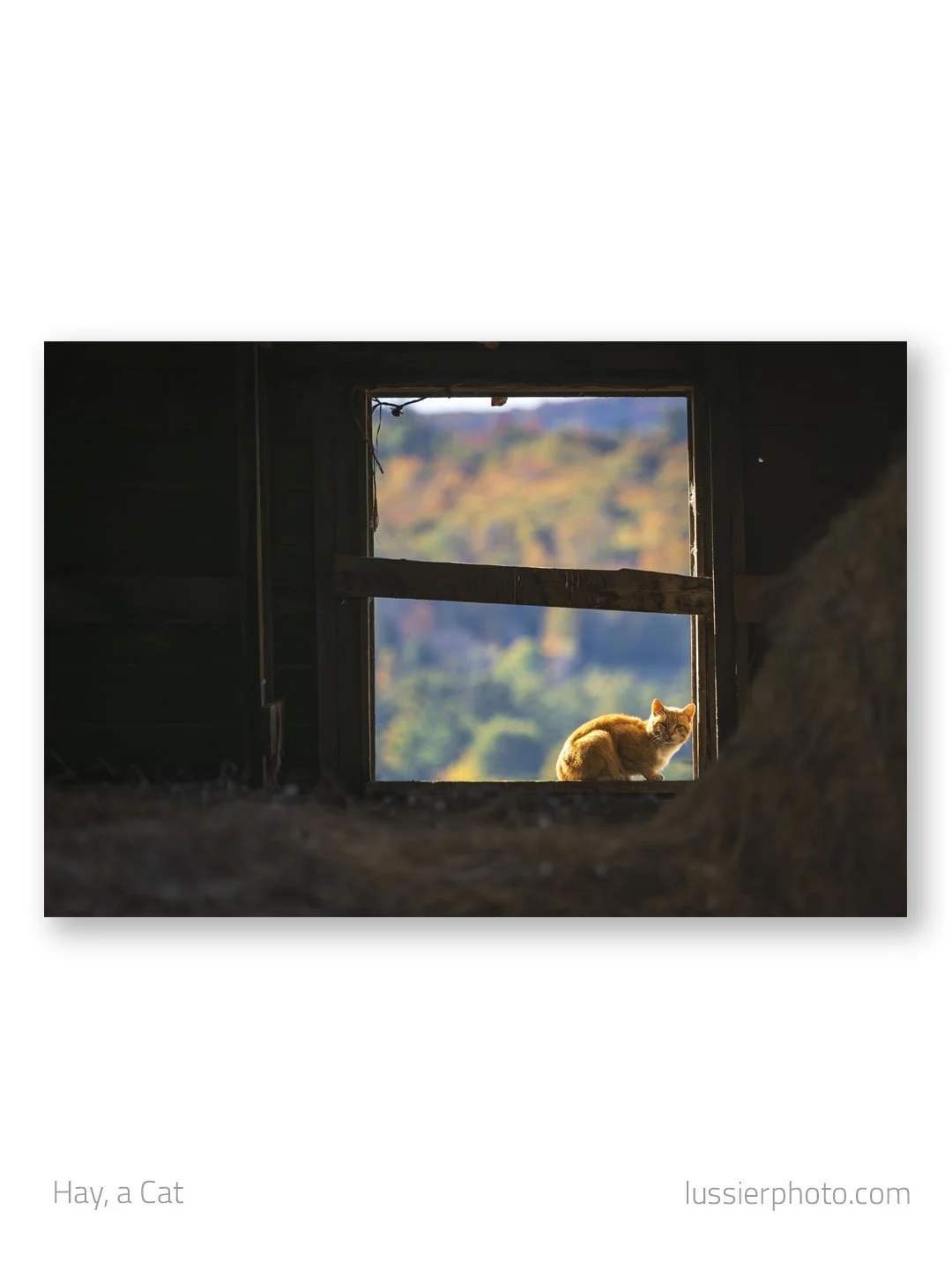 Hay, a Cat | Vermont
.
.
.
#newengland #igersnewengland #ignewengland #mynewengland #yankeemagazine #naturalnewengland #scenesofnewengland #fujilove #newenglandoutdoors #roadtrip_newengland #raw_newengland #newenglandphotography #welovevermont #natur