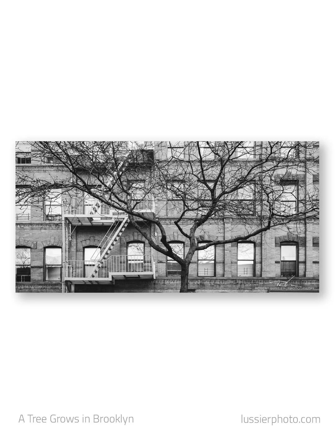 A Tree Grows in Brooklyn&hellip;
From a visit to the city a few years ago. 
.
.
.
#brooklynNY #urbanphotography #streetphography #blackandwhite #BWPhotography
@ryan.d.lussier