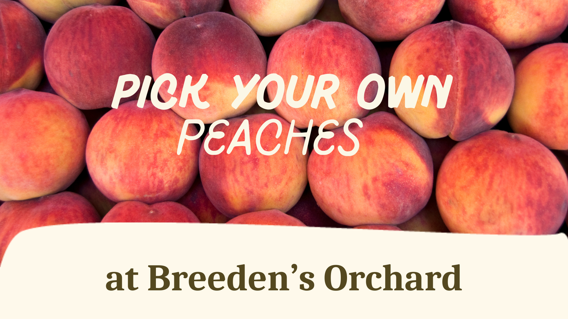Pick Your Own Peaches