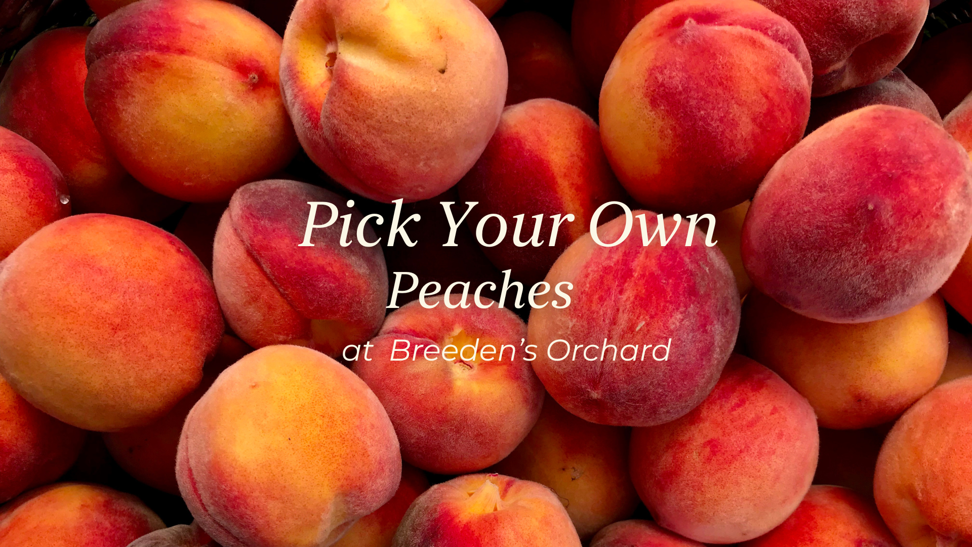 Pick Your Own Peaches