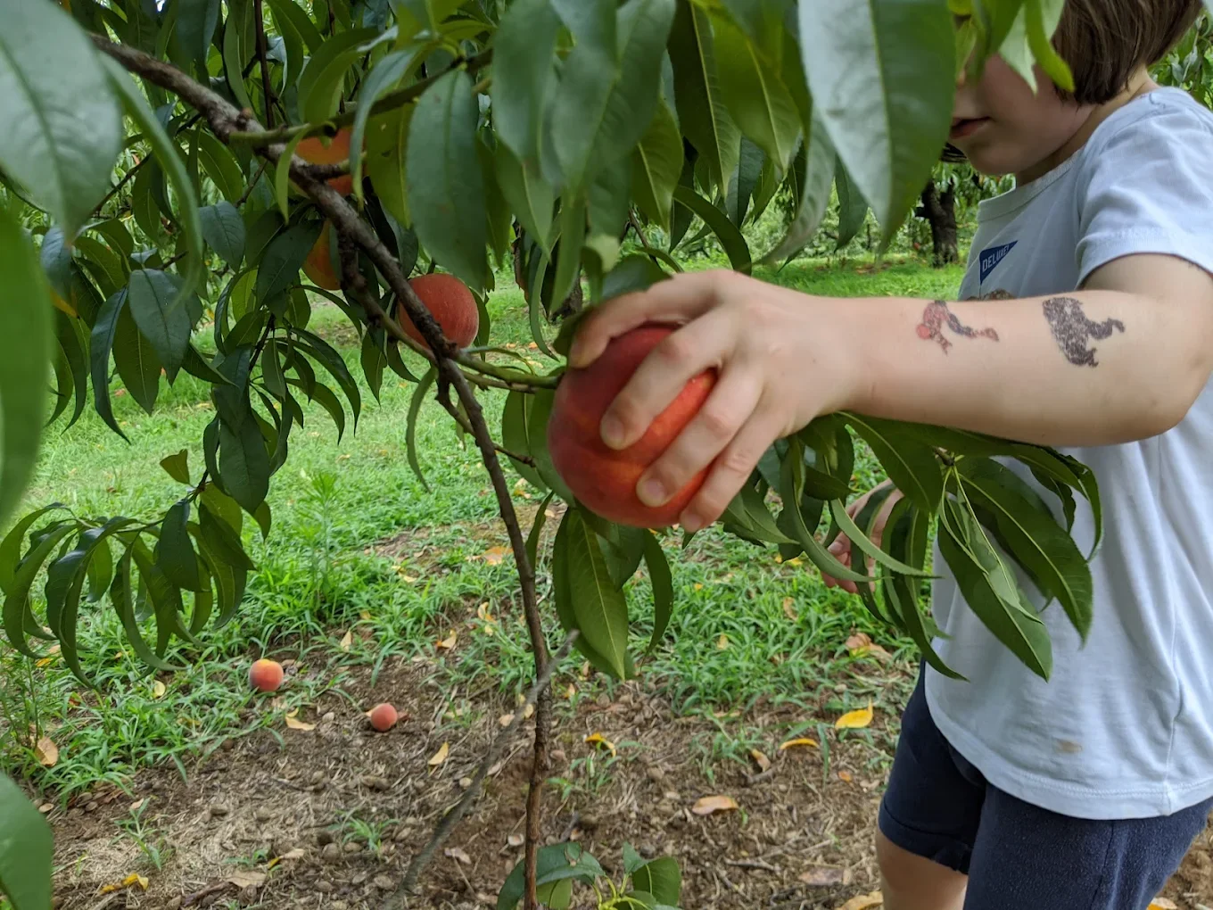 Meet the Farmers: Stories Behind Our Mt. Juliet Orchard Team