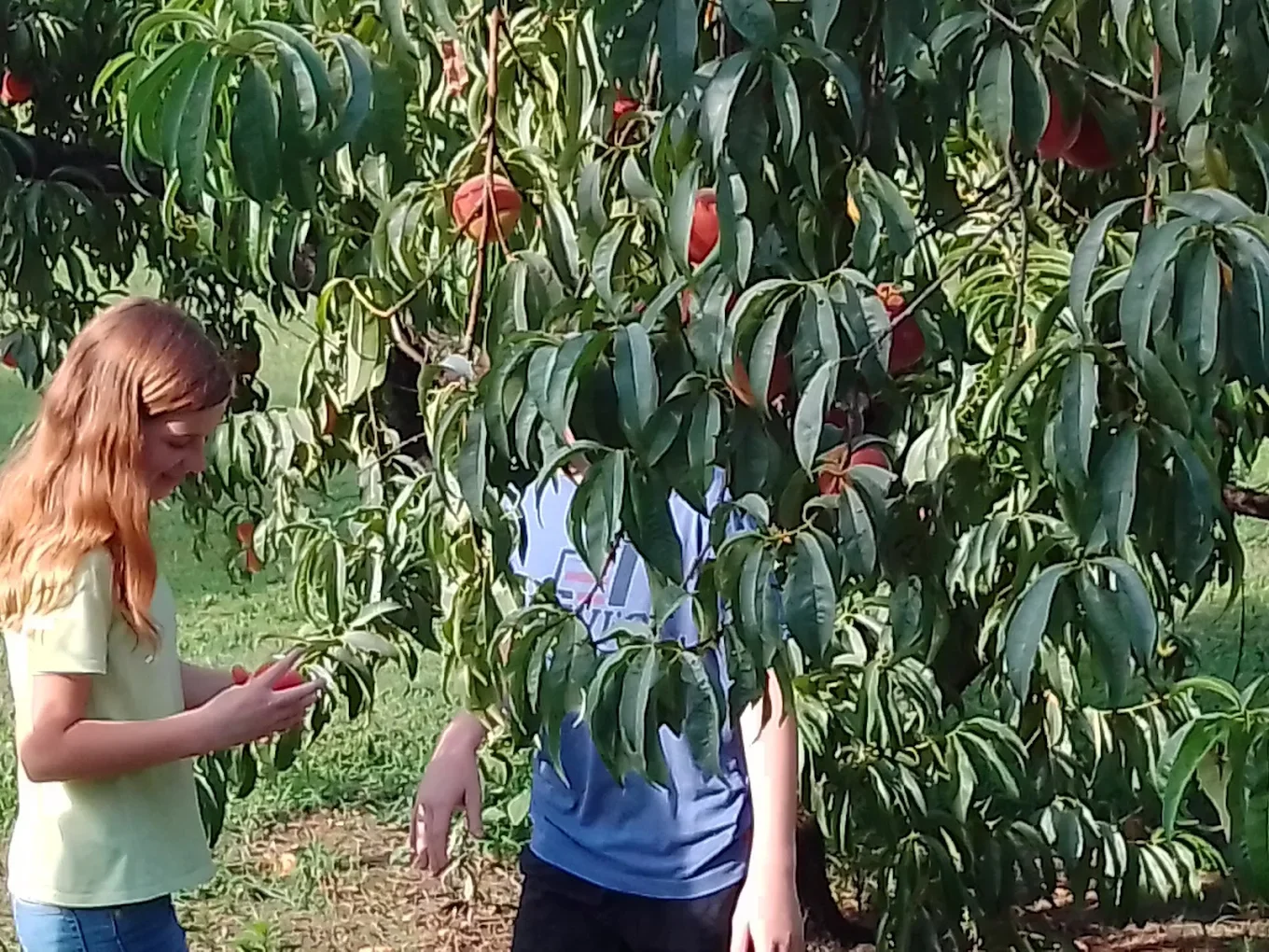 Apple Orchards in Tennessee: What Makes Them Truly Unique?