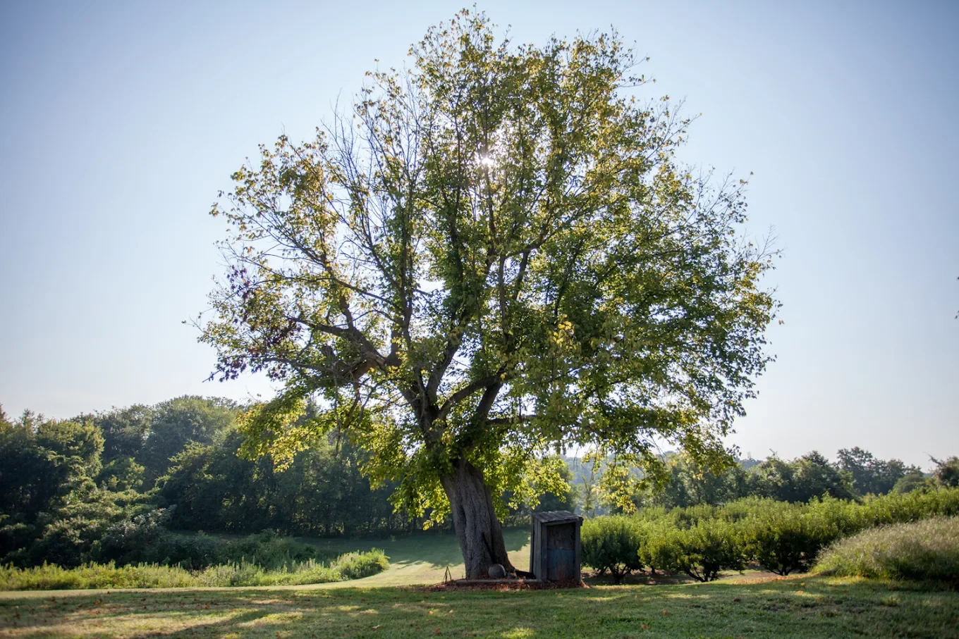 How Apple Trees Survive Cold Winters in Tennessee