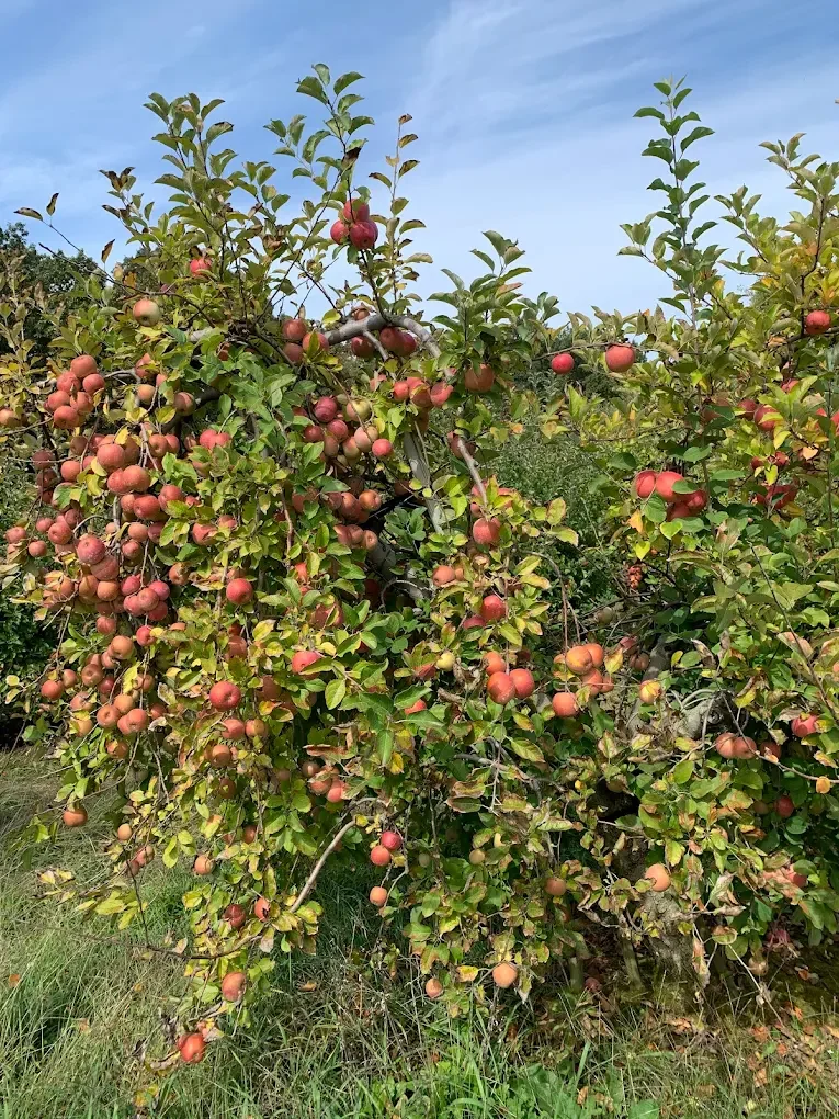 How Location Impacts Apple Flavor at Mt. Juliet Orchards