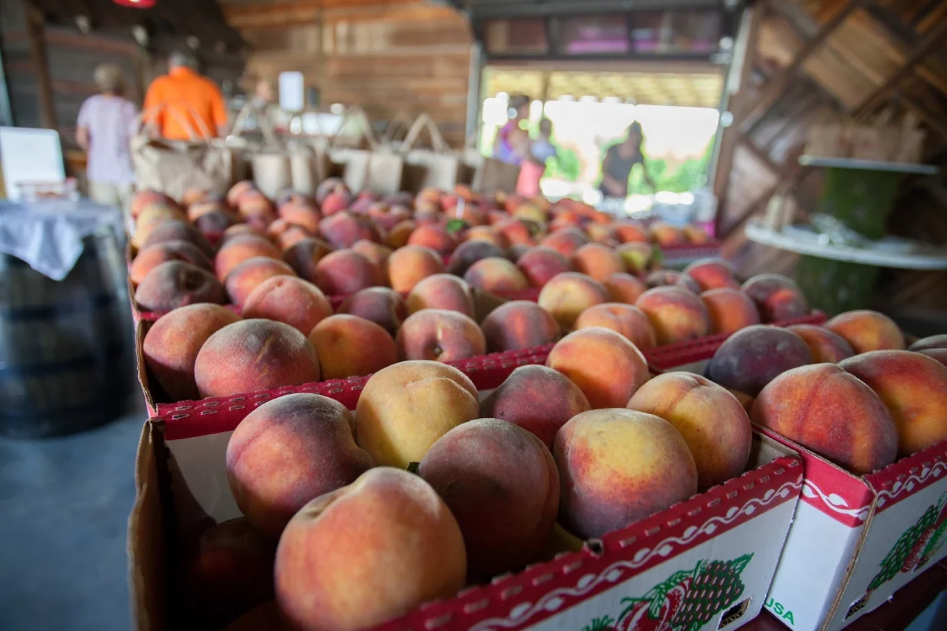 When Are Tennessee Peaches Ripe? A 2026 Peach Picking Guide