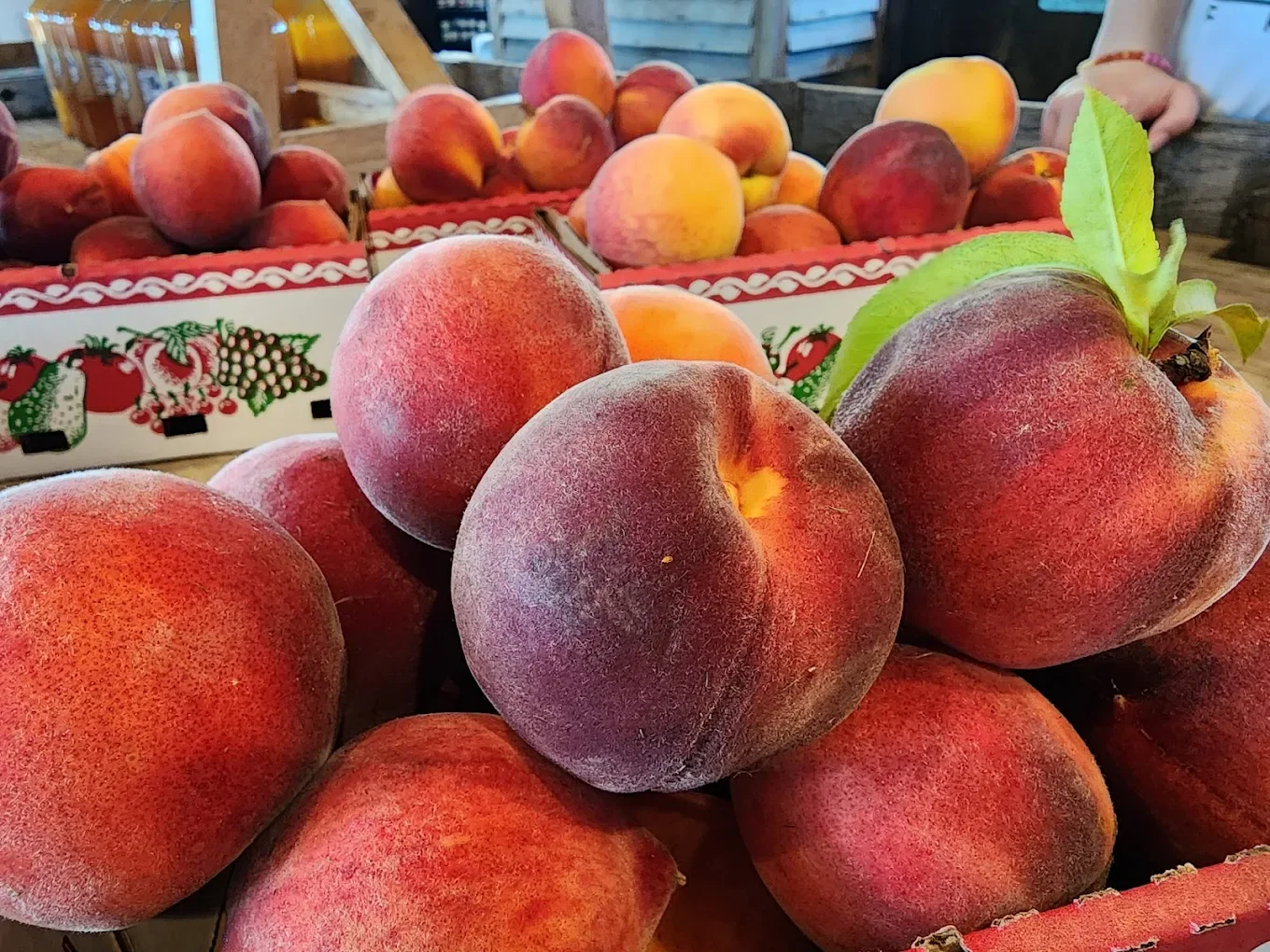 5 Peach Recipes to Make After Visiting Breeden’s Orchard
