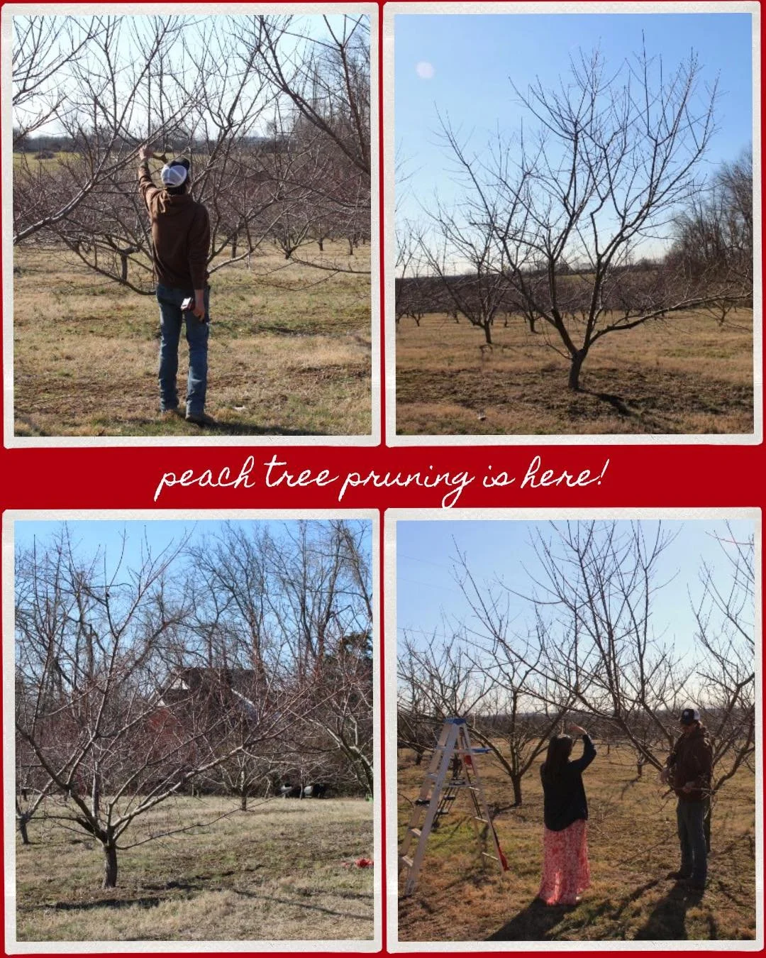 It might look quiet at the orchard, but a lot is happening behind the scenes. Behind every great peach is a little winter work! 🍑✂️

Pruning season is underway at the orchard - it&rsquo;s one of the most important steps in growing healthy, beautiful
