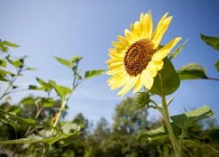 The Ultimate Guide to Flower Varieties: Growing, Caring, and Decorating with Beautiful Blooms