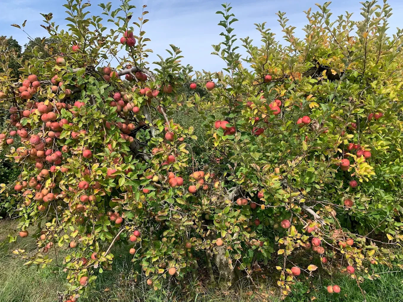 Natural Antioxidants Found in Fresh Orchard Apples