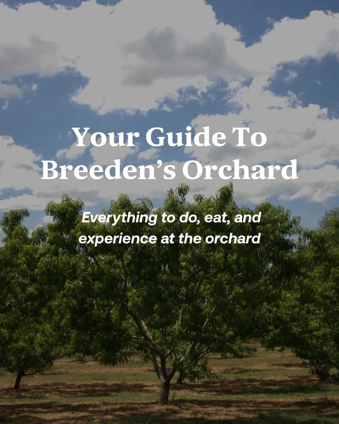 Come for the day, stay for the night 🍑 From fresh-picked fruit and farm fun to music, games, and fire pits, here&rsquo;s your guide to Breeden&rsquo;s

#BreedensOrchard #MtJulietTN #ThingsToDoNashville #FamilyFunTN