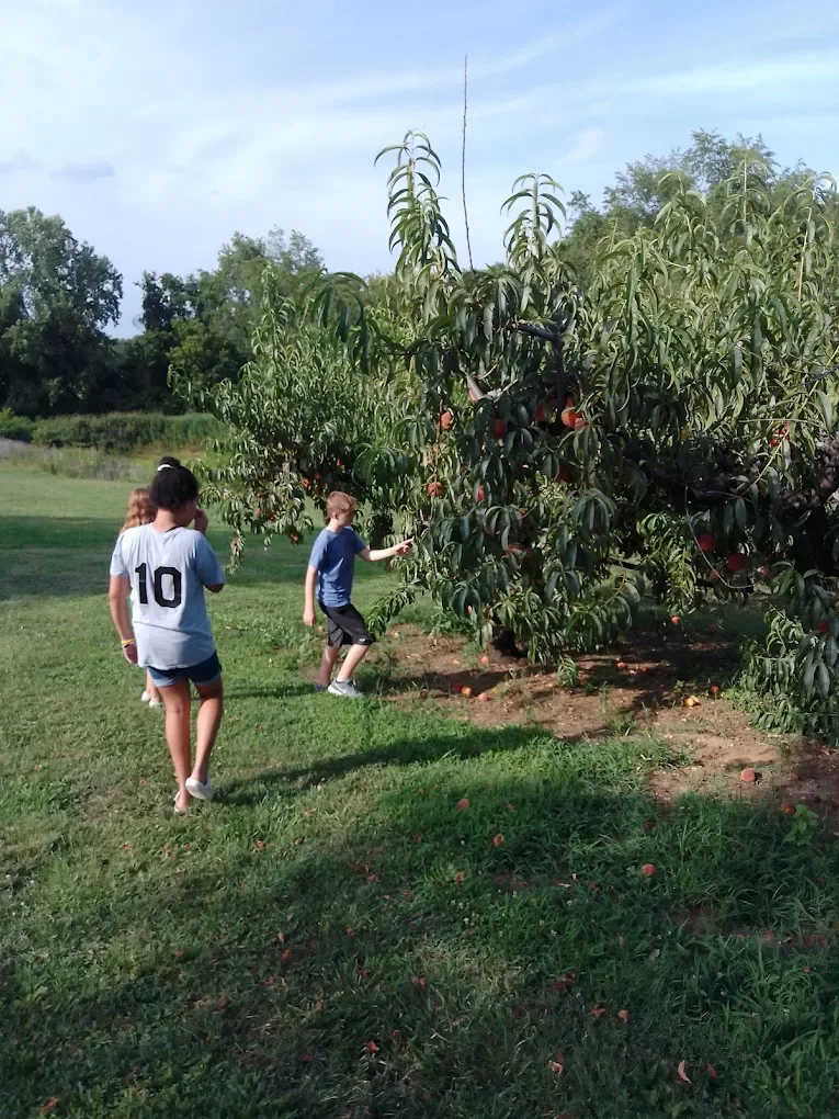 Apple Picking in Middle Tennessee: Breeden's Orchard vs. Other Farms