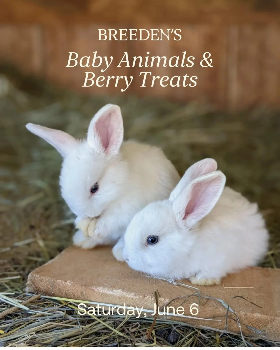 Mark your calendars for Baby Animals &amp; Berry Treats! 🐰🍓

Join us June 6 &amp; 7th for a weekend filled with baby animals, berry treats, and hands-on fun for all ages. Spend the day holding bunnies and chicks, watching live animal demos, and enj
