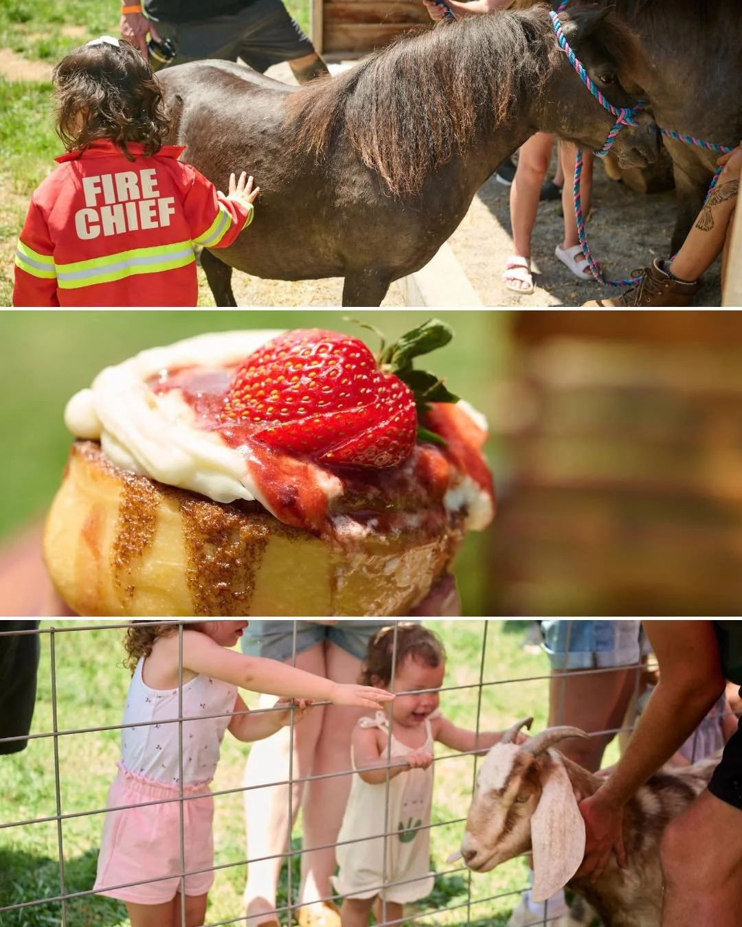 Still thinking about this weekend.🐰🍓

Baby Animals &amp; Berry Treats brought so many sweet moments to the orchard, and we're grateful to everyone who came out to celebrate with us. Swipe through for a few highlights! ✨

#BreedensOrchard #BabyAnima