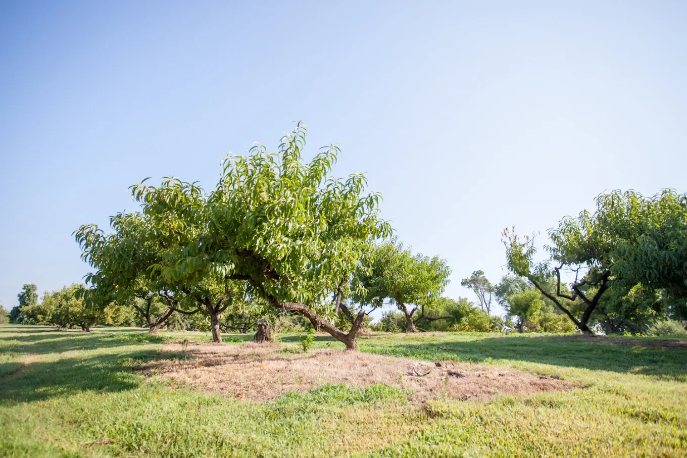 Growing Apple Trees in Your Yard: A Beginner's Guide for Tennessee