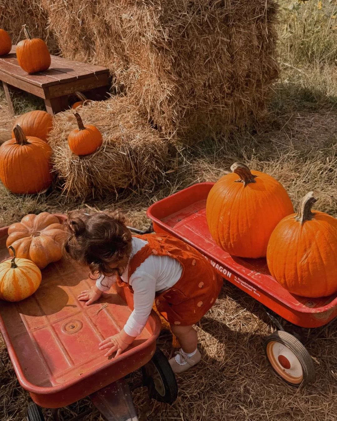 Little visitors, big adventures. 🍎

Nothing makes us happier than seeing your kiddos having the best time around the farm. Keep sharing those sweet moments with us! 📸

#BreedensOrchard #MtJulietTN #TenneseeFall #FallVibes #FamilyFun
