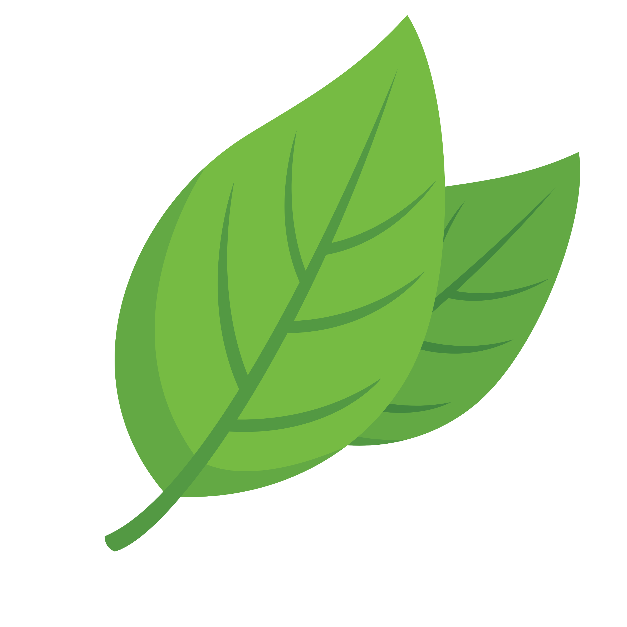 Illustration of two green leaves with visible veins.