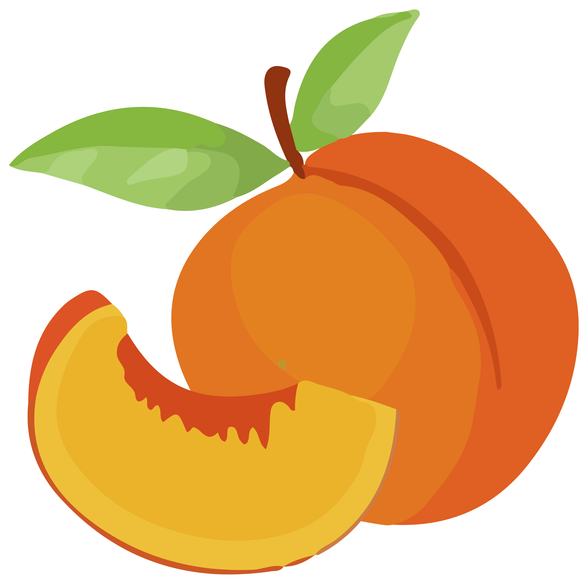 Diagram showing the parts of a peach, including the green leaves, brown stem, yellow flesh, and the pit inside the peach.