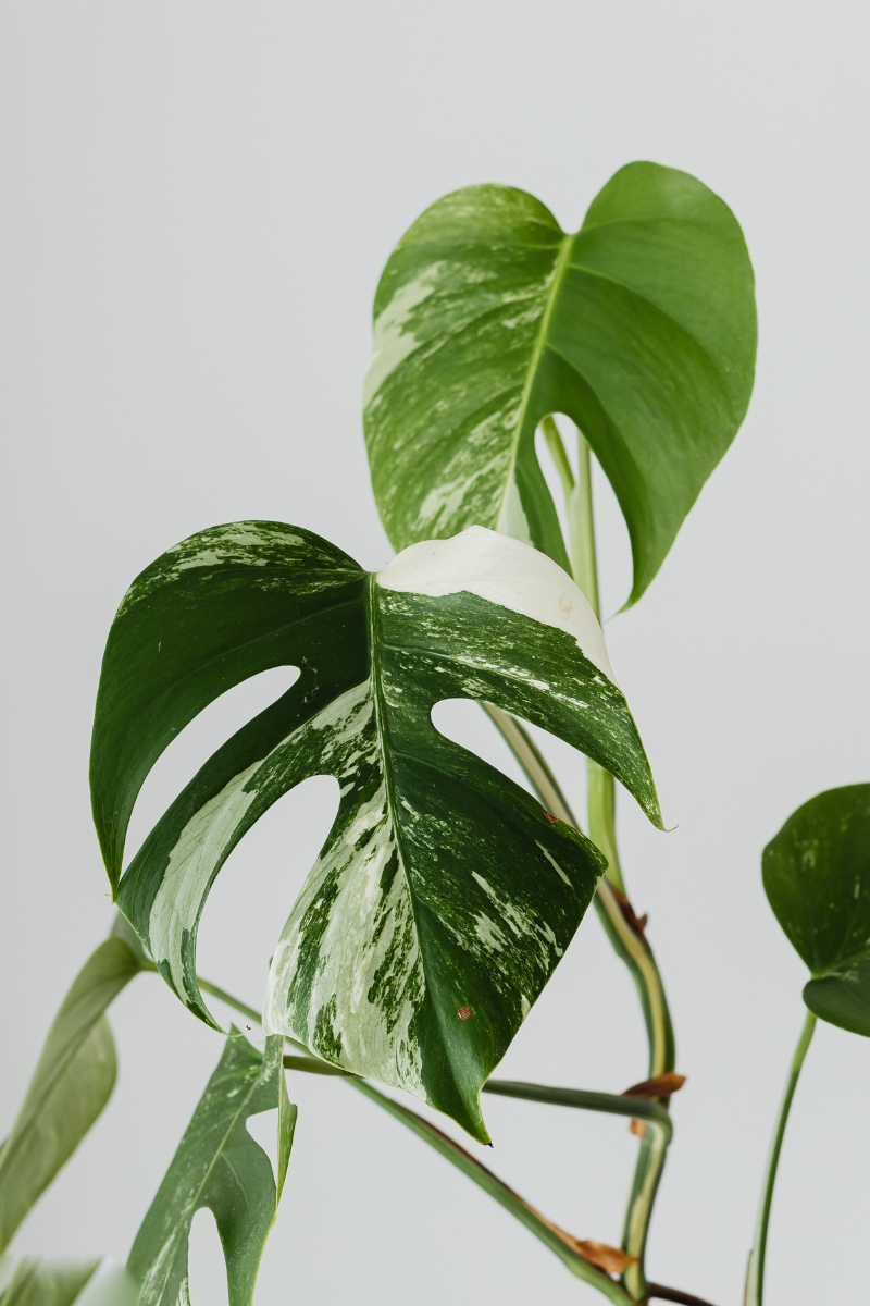 houseplant in a room