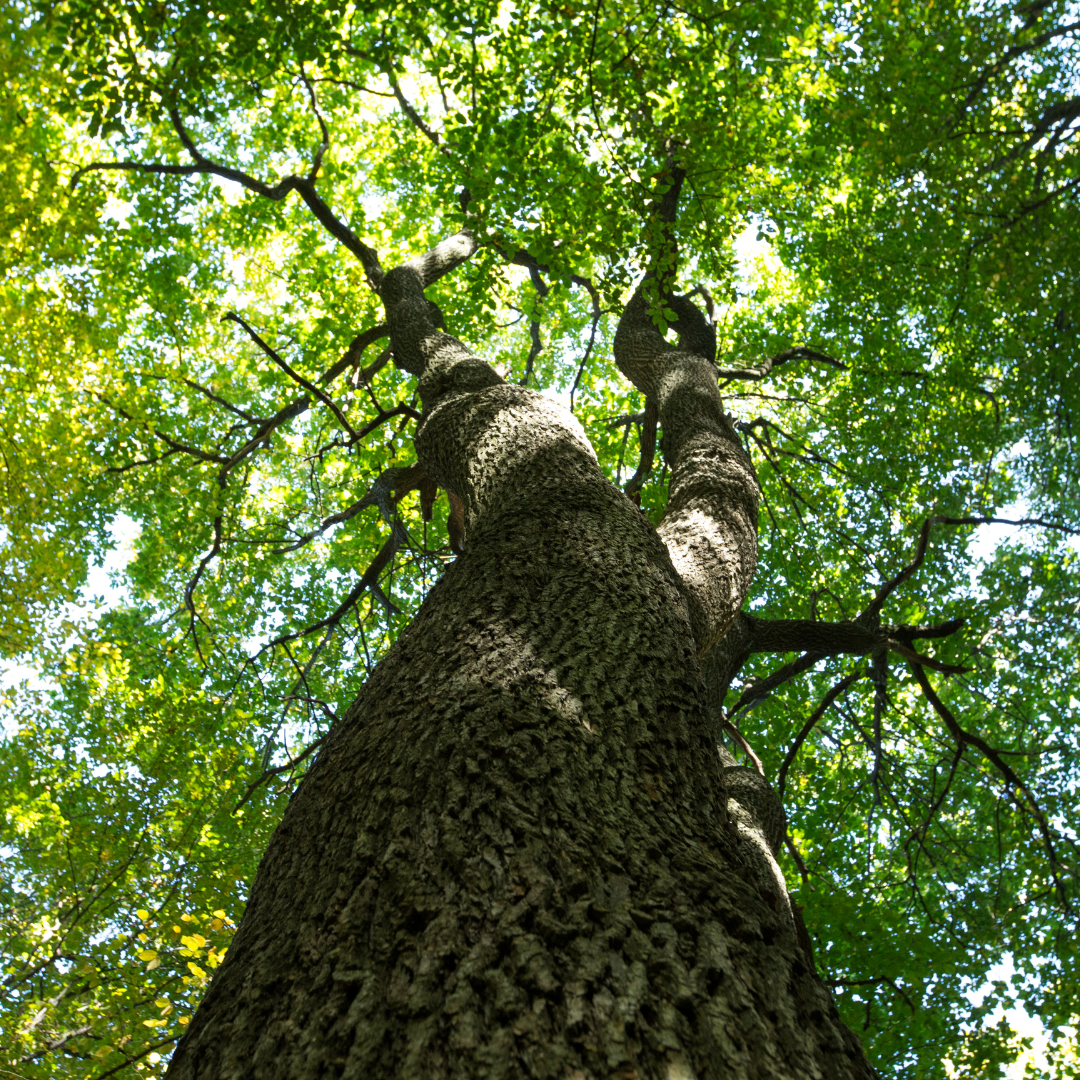 tree from underneath