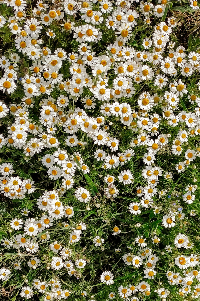 daisies in a field