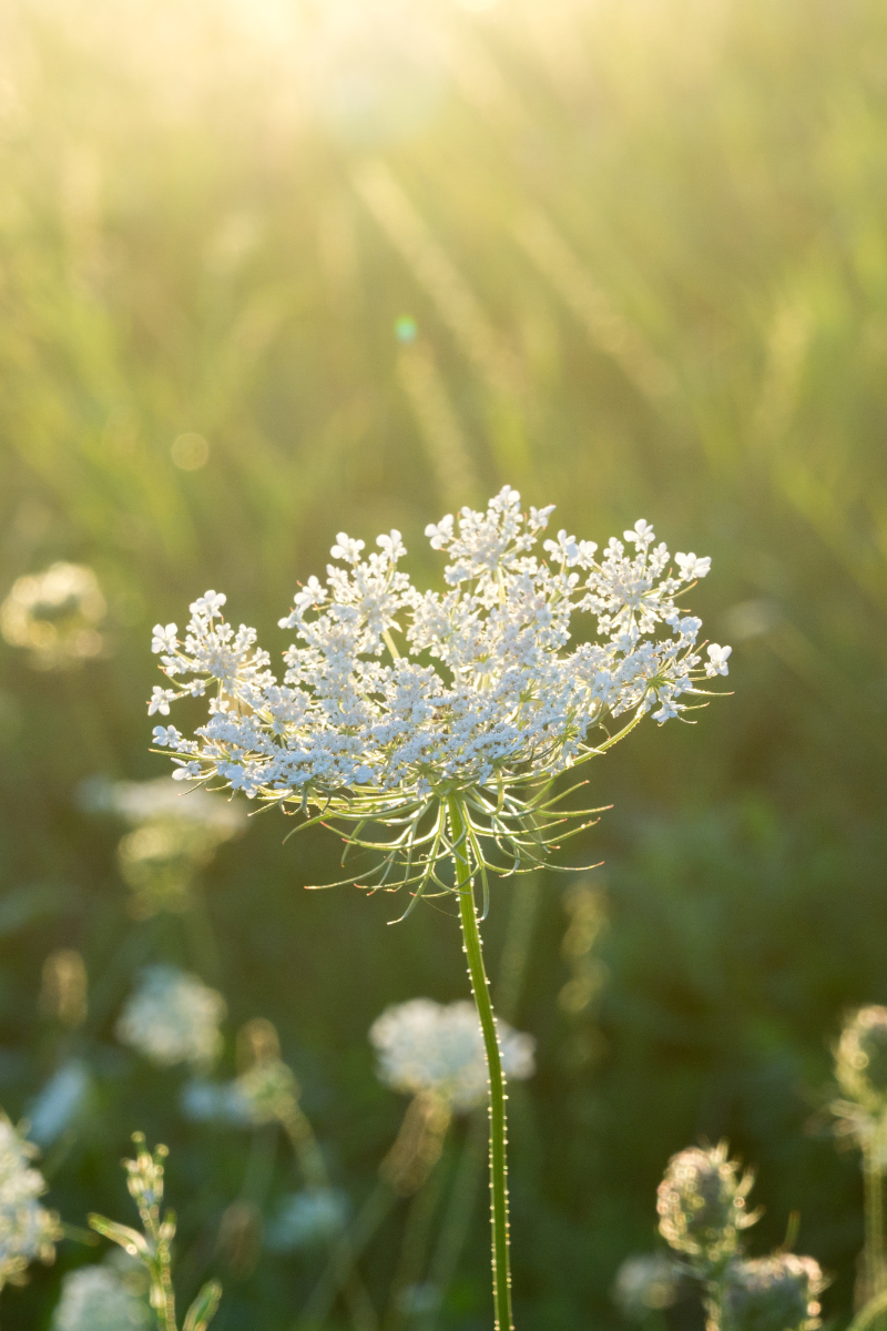 Flower growing in a field
