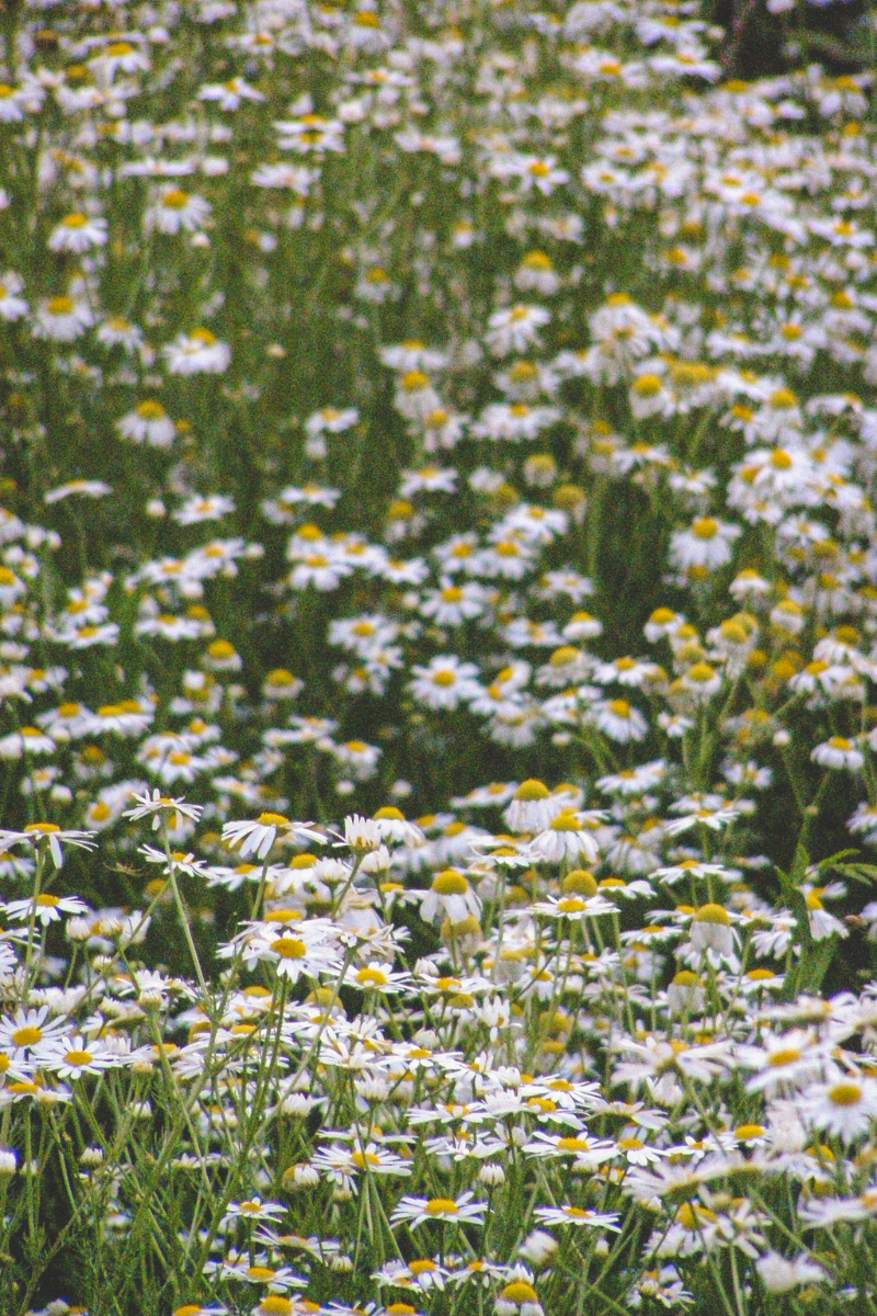 daisies in a field