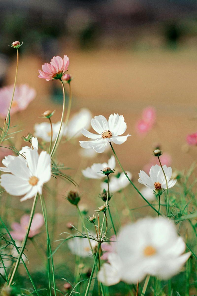 flowers in a field