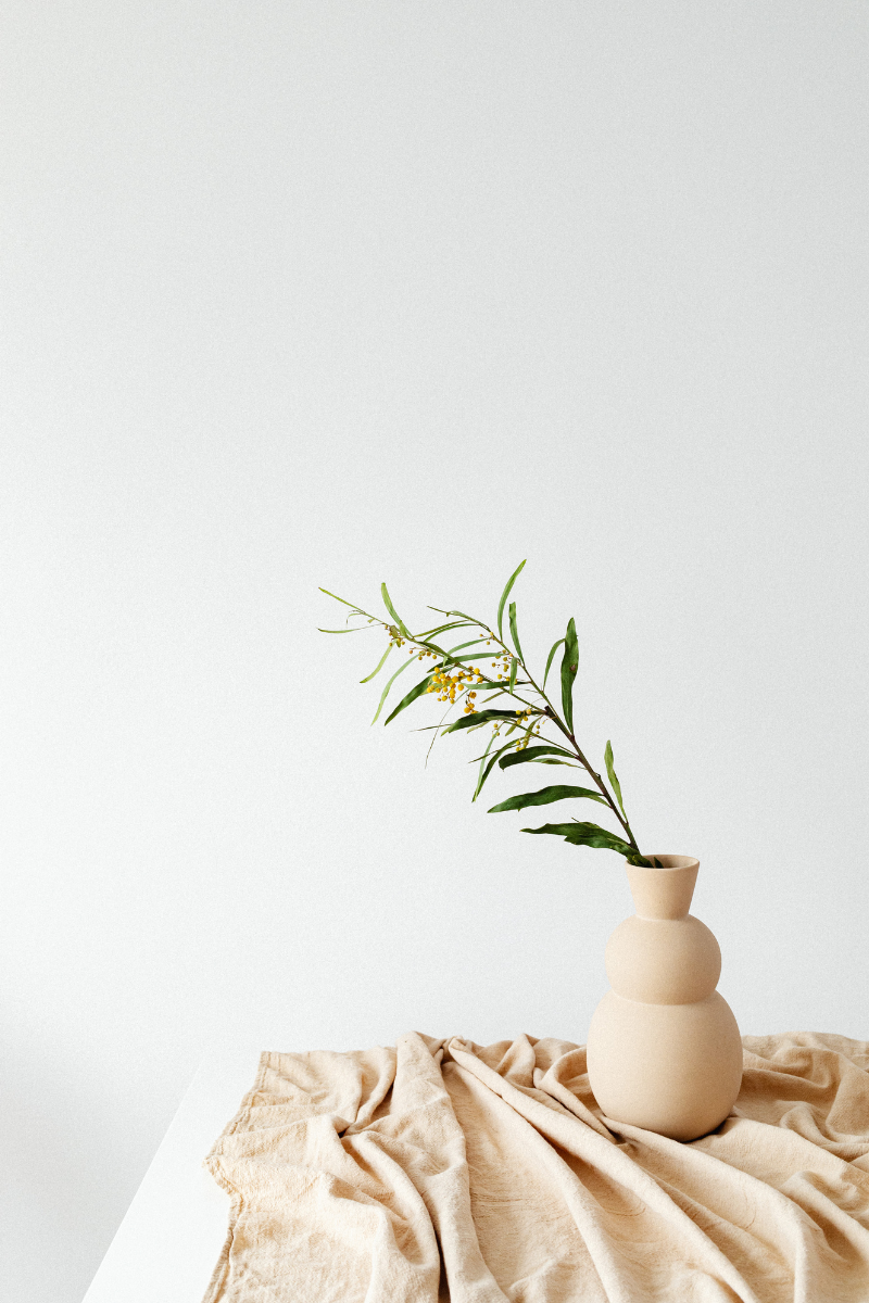 plant in a vase on a table