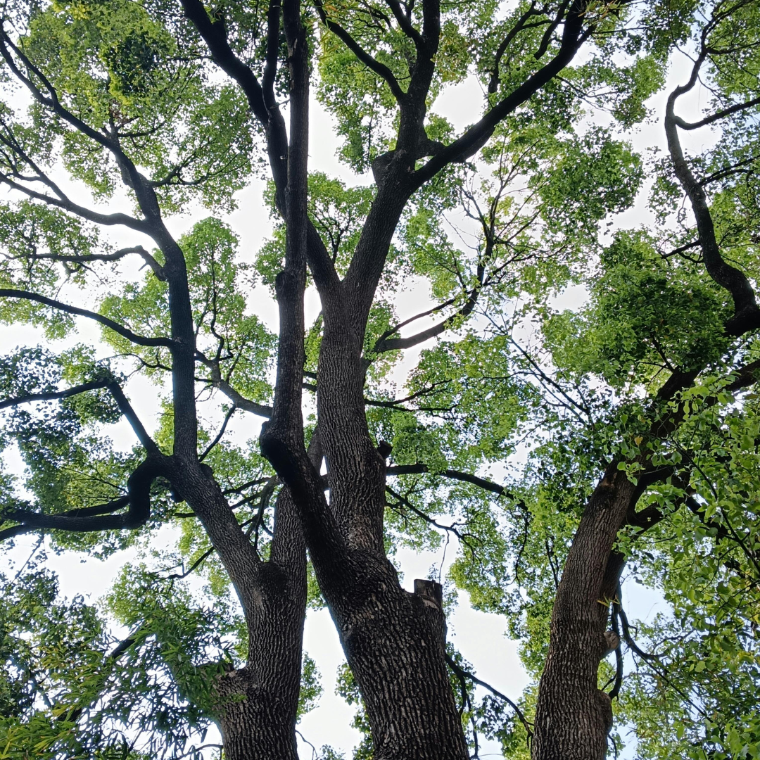 sun coming through the trees