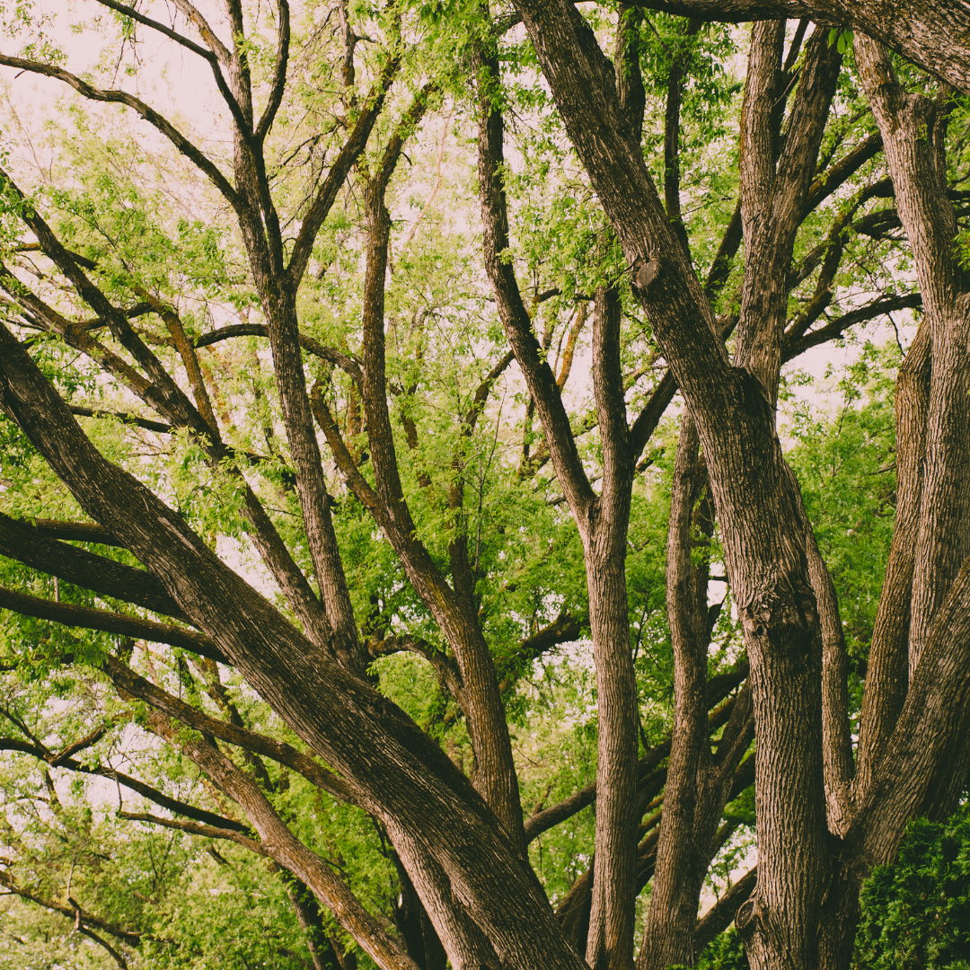 tree growing in a forest