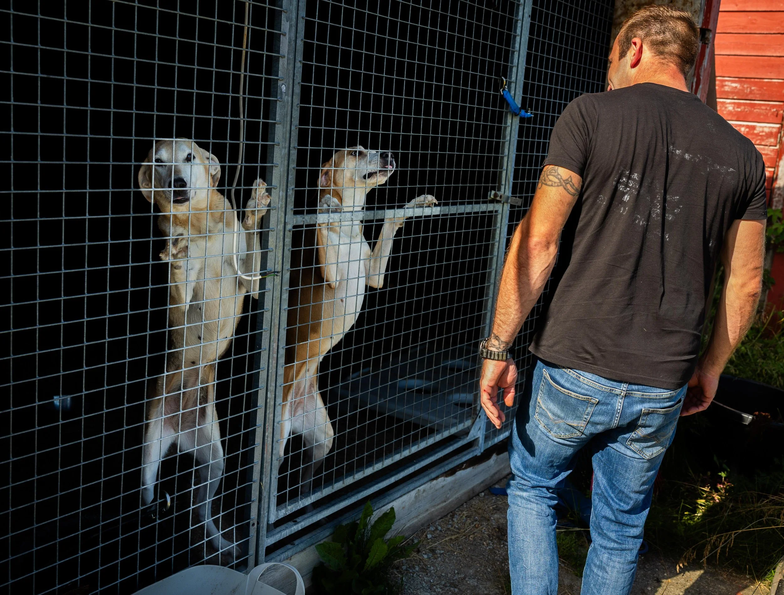 Hundene savner også å gå lange turer, men klarer fortsatt å holde humøret oppe, og gjør hverdagen lettere for Robin Isaksen. 