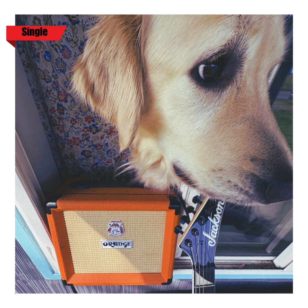 Close-up of a golden retriever's face, showing its eye and ear, with a small orange amplifier and a blue and white Jackson guitar headstock nearby, a floral curtain in the background, and a red label with black text reading 'Single' in the upper left corner.