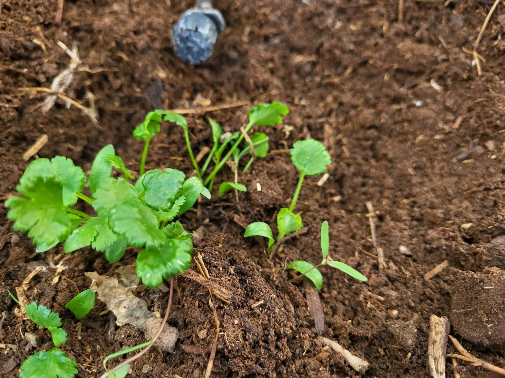 cilantro.jpg