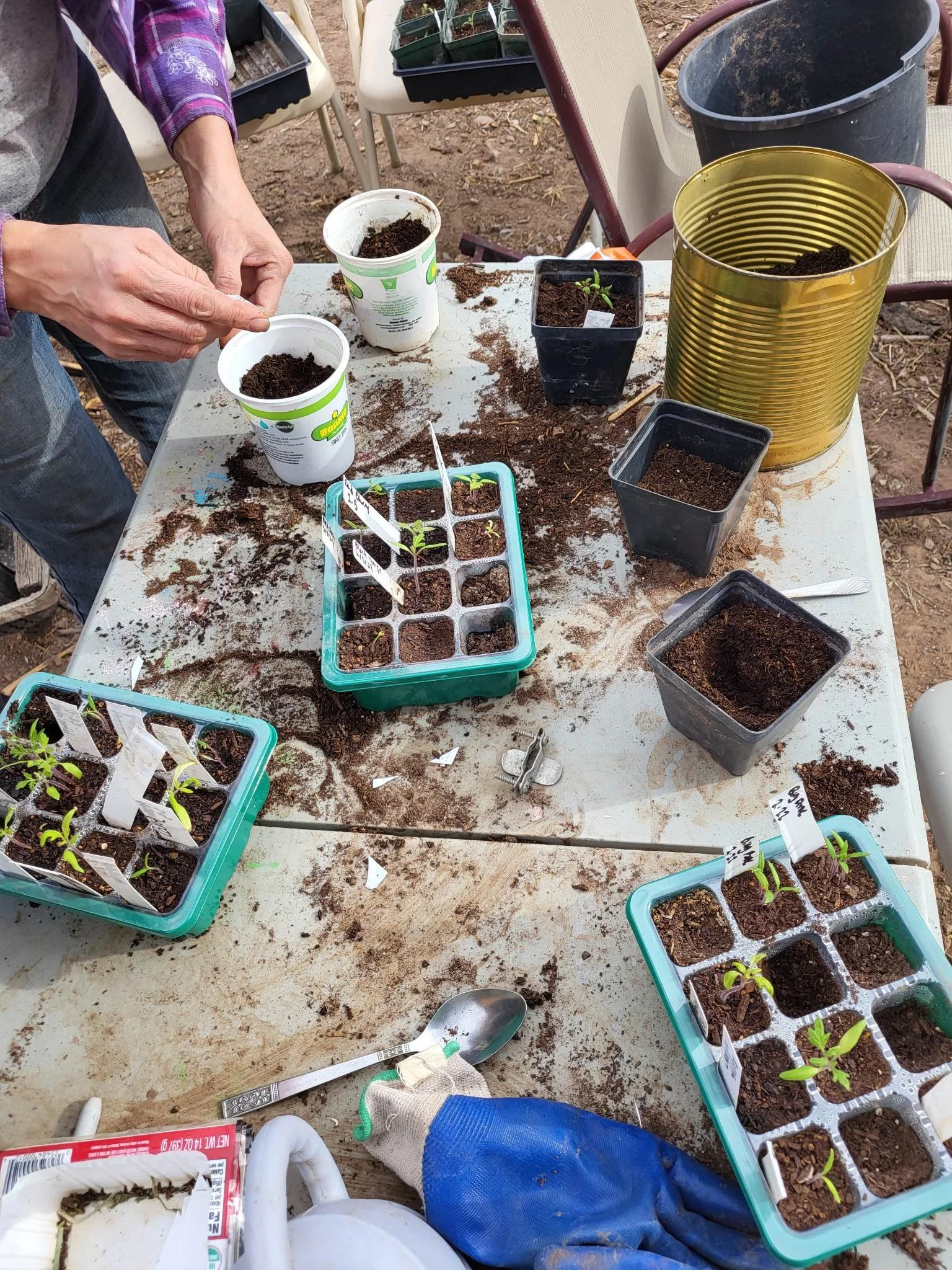 Transferring tomato plants into bigger pots.