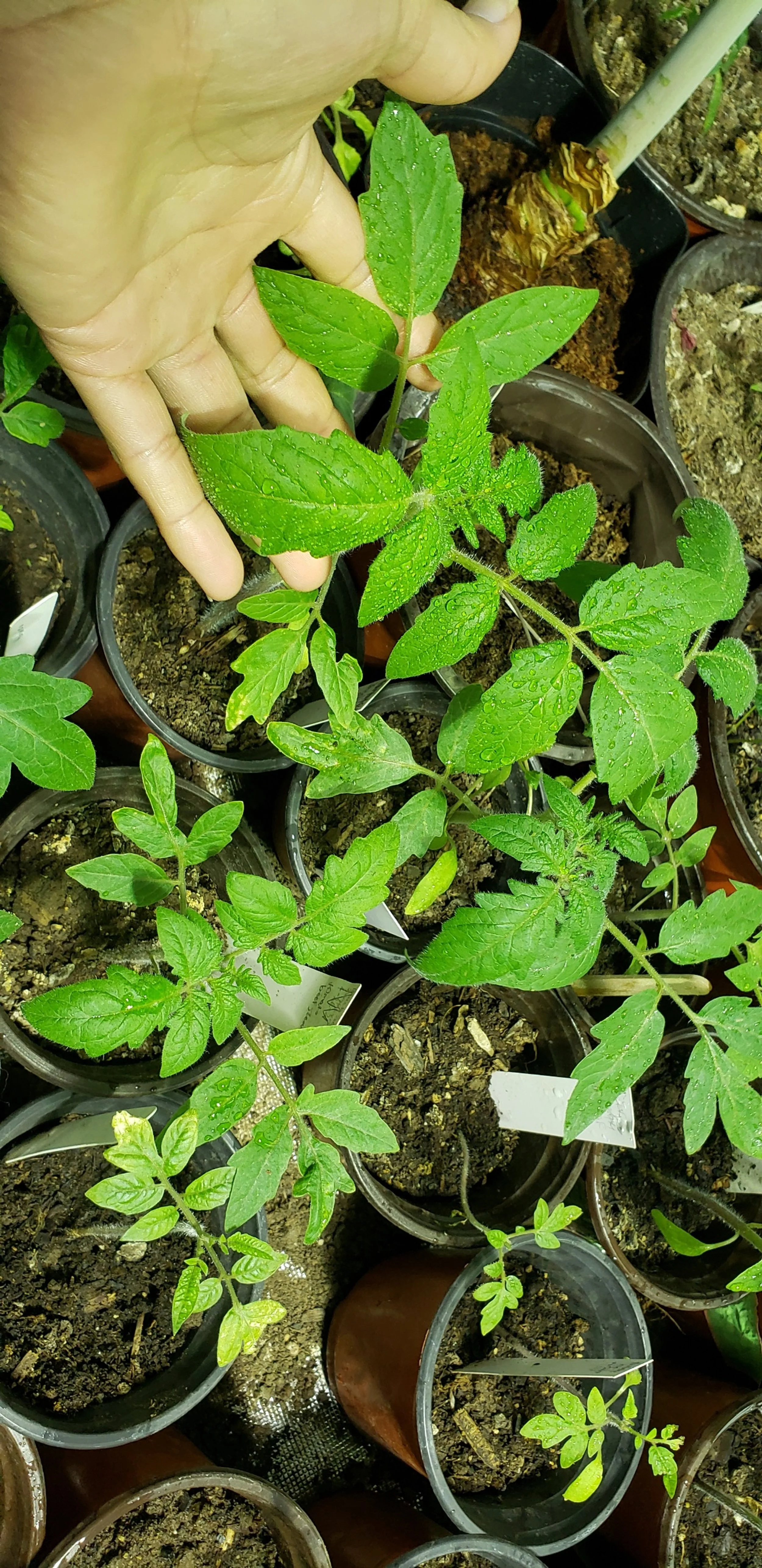 Arian's tomato plants.
