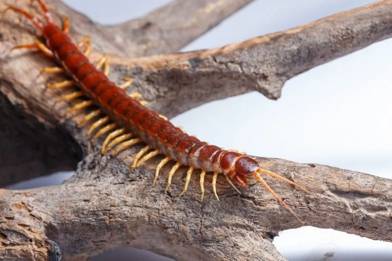🐛Centipedes🐛