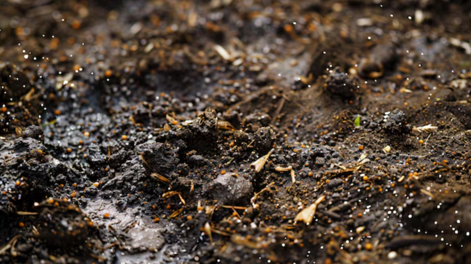 Soil Journal - Entry #3