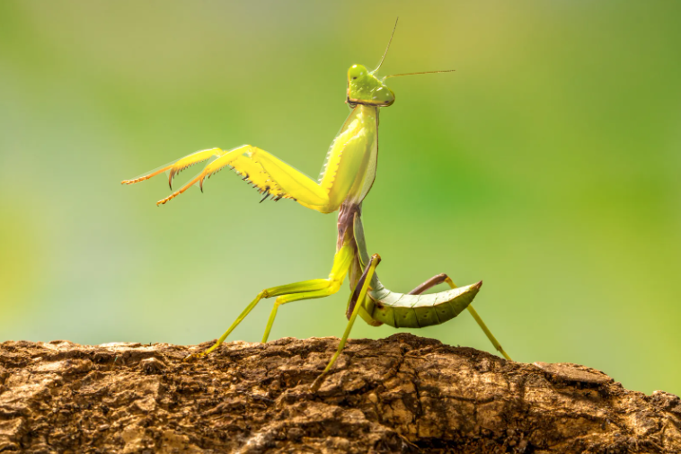 🟢Praying Mantis!🟢