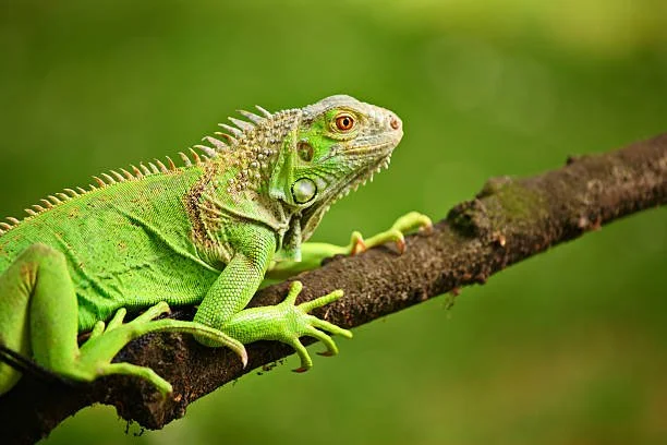 🦎Iguanas!🦎