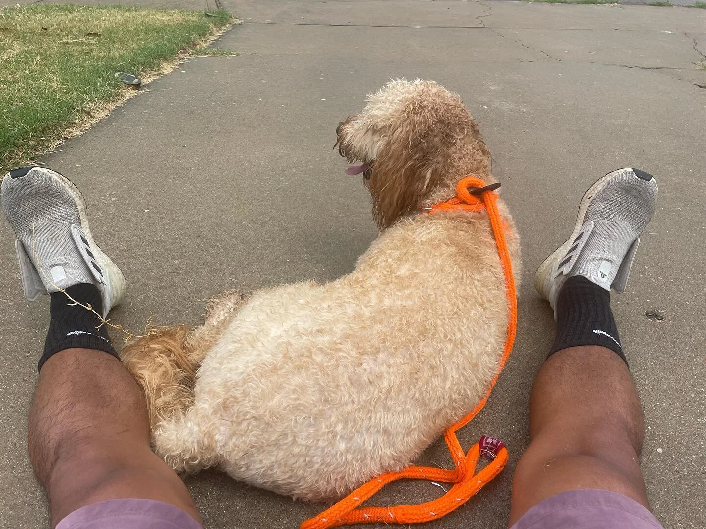 Loving this cooler weather because it means I get my running buddy back! 🐕