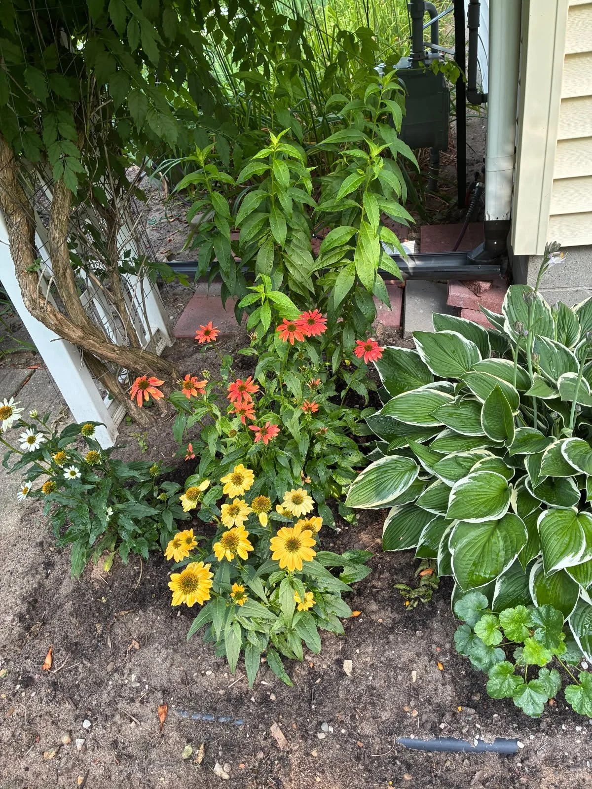 IMG_20260805_172452.jpg